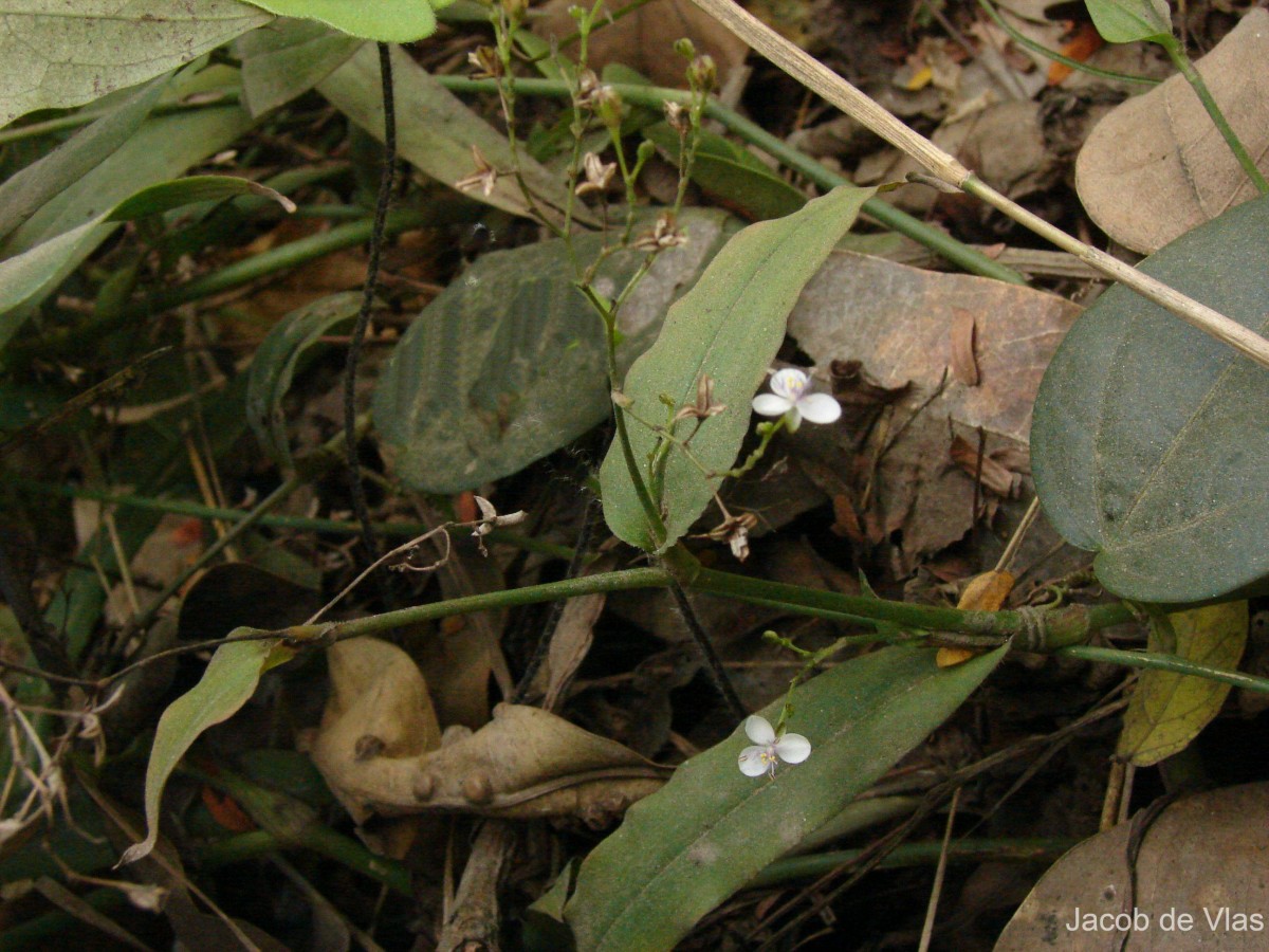 Murdannia zeylanica (C.B.Clarke) G.Brückn.